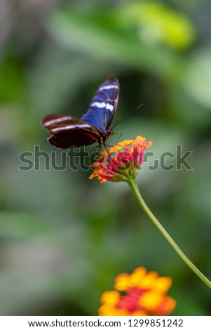 Butterfly on flower  