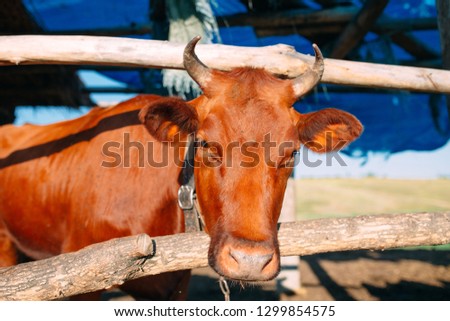 agriculture industry, farming and animal husbandry concept. herd of cows in cowshed on dairy farm