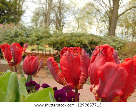 macro photo with decorative background texture of bright red carved petals of Tulip plant flowers for landscaping and garden landscape design as a source for prints, advertising, posters, decor