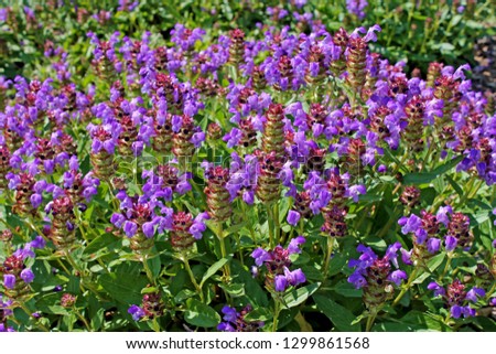 Prunella vulgaris (known as common self-heal, heal-all, woundwort, heart-of-the-earth, carpenter's herb, brownwort and blue curls).