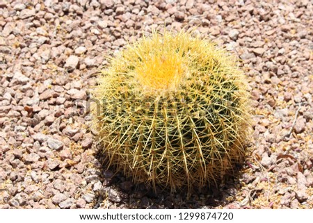 Yellow Spine Round Cactus Image Royalty-Free Stock Photo #1299874720