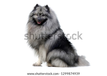 Studio shot of an adorable wolf spitz sitting on white background.
