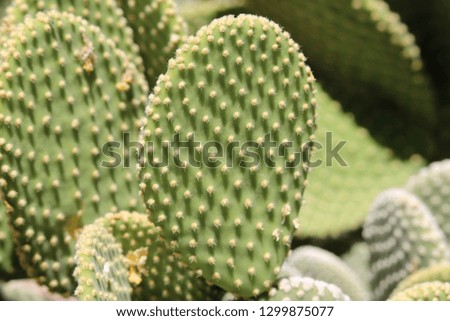 Prickly Pear Cactus Close Up Cluster Image, Opuntia Cacti, Nopal Royalty-Free Stock Photo #1299875077