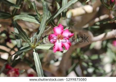 Single Blooming Desert Rose Image with Foliage and Stems, Adenium obesum Succulent Plant Royalty-Free Stock Photo #1299875080