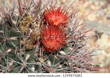 Cactus with Red Blooming Flower Macro Image Royalty-Free Stock Photo #1299875083
