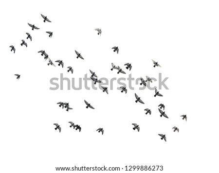 Flying birds in the sky.  