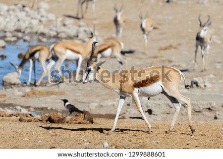 Wild springbok antelopes in the African savanna