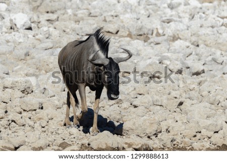 Wild gnu antelope in in African national park