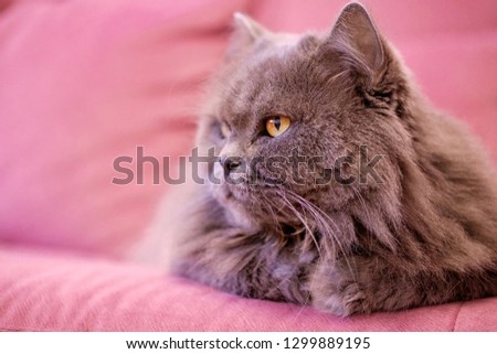 Muzzle of gray big long-haired British cat lies on a pink sofa. Concept weight gain during the New Year holidays, obesity, diet for the cat. Offended face cute Fold British.
