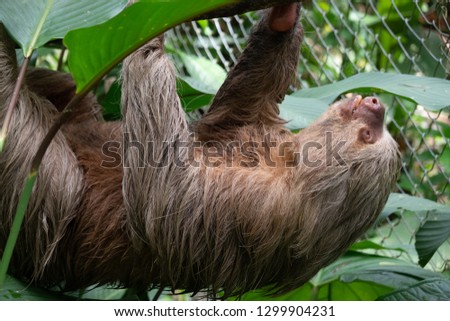 Sloth hanging out at the Pilpintuwasi butterfly farm and animal preserve in Iquitos Peru in the Amazon jungle