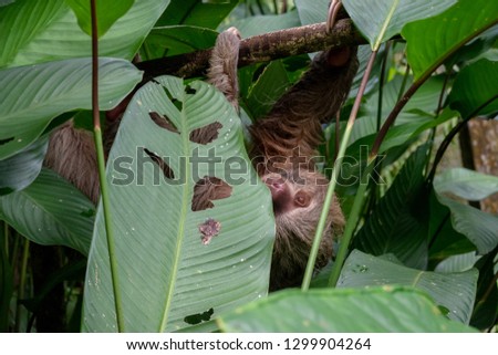 Sloth hanging out at the Pilpintuwasi butterfly farm and animal preserve in Iquitos Peru in the Amazon jungle