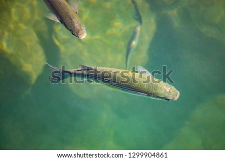 Fish in green clear and turquoise water of atlantic ocean. Top view.