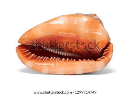 Tropical shell on white background