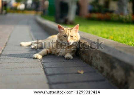 Cat chilling in John F Kennedy Park in Miraflores Peru