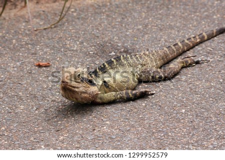 Funny picture of an Eastern Water Dragon lying on gravel, basking in the sun
