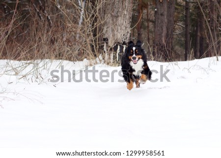 
Bernese Mountain Dog on a white background. Purebred dog. Picture for a pet store. Dog running in the snow