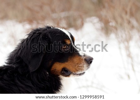 
Bernese Mountain Dog on a white background. Purebred dog. Picture for a pet store. Kind dog