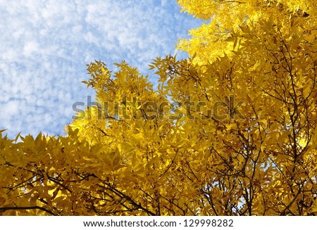 Yellow leaves in blue sky