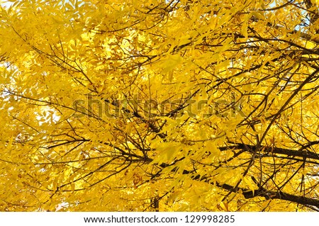 Yellow leaves texture