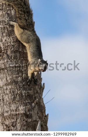 Alert big cypress fox squirrel Sciurus niger avicennia gathers nuts on a tree branch in summer in Naples, Florida