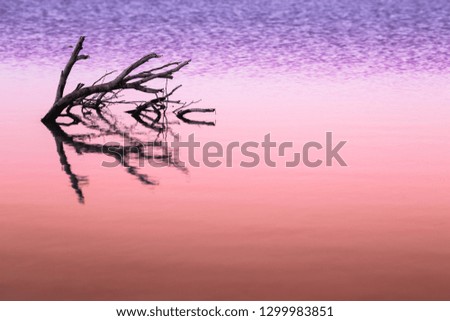 Dry trees submerged in the lake in a colorful trendy color, coral and ultraviolet duotone background. Tinted background