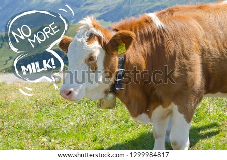 Cute alpine cow with a bubble talk and she says "NO more milk" stock photos