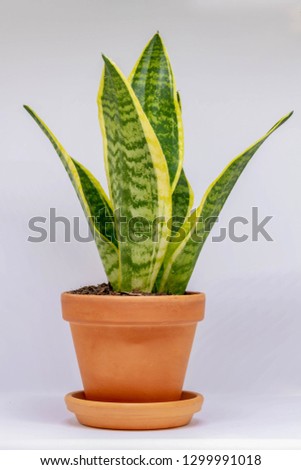 Sansevieria in orange brick pot, Young and small green plant in a pot, Home decoration, Silhouette white background.