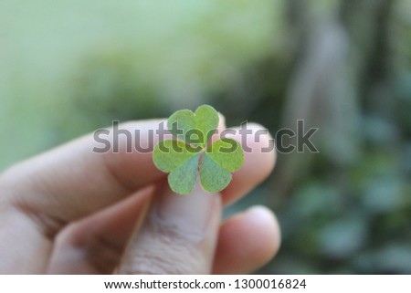 three-leaf clover.  Green leaf. 