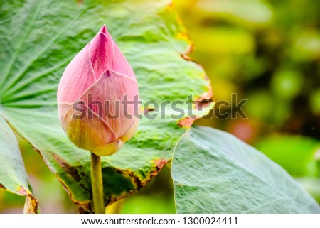 Pink lotus bud that above the water in the pond. selective focus.