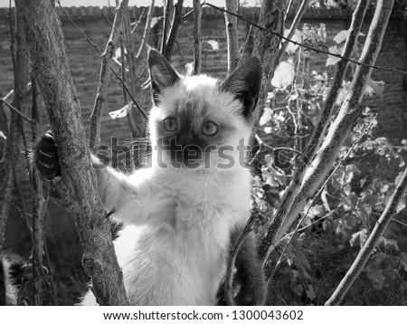 siamese cat posing on a damask tree 
