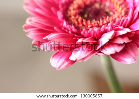 Beautiful, artistic gerbera flower close up