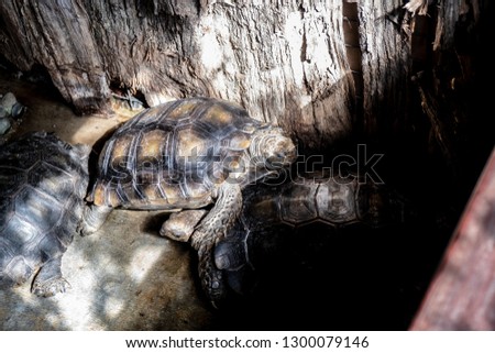 The wildlife zoo turtle reptile