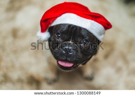 Cute and funny French Bulldog with Christmas style