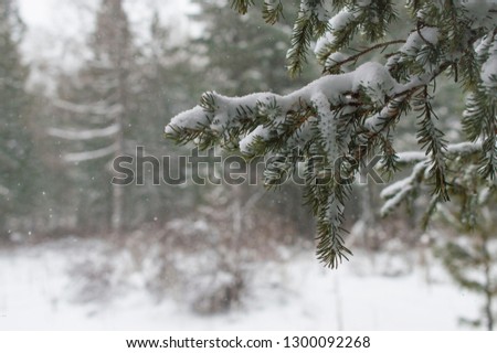foot of spruce tree under the snow in the winter forest and a small snow falls