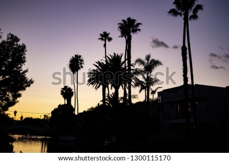 Silhouette of palm trees at sunset in California