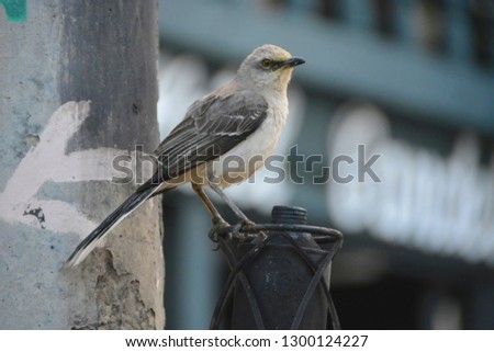 common mockingbird, cat bird or mimus gilvus perches on a cable support on a pole. This bird looks in profile, its grayish and white colors are appreciated.