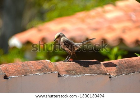 A picturesque gray bird with white perches on the mud tiles of a wall. He is looking intently sideways.