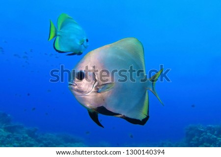 Batfish (Platax) swimming in the tropical blue sea. Pair of fish, underwater photography. Scuba diving on the reef with aquatic wildlife.  Seascape with swimming fish and blue ocean.