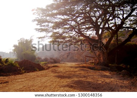 landscape with old tree