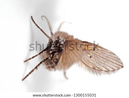 Macro Photography of Drain Fly Spread Wings on White Wall, Selective Focus