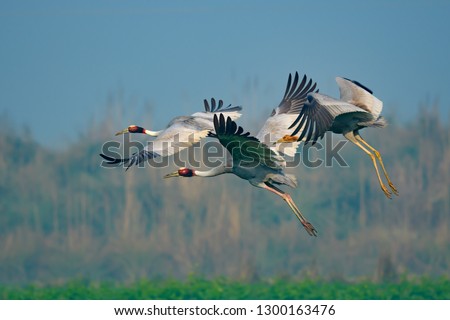 sarus bird crane family flying after blue sky