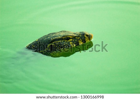 A monitor lizard in the water