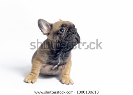 puppy french bulldog brown color