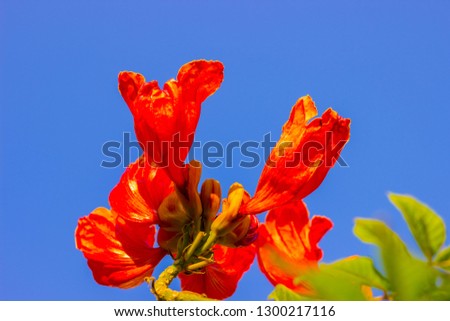 Orange flowers bloom welcome light