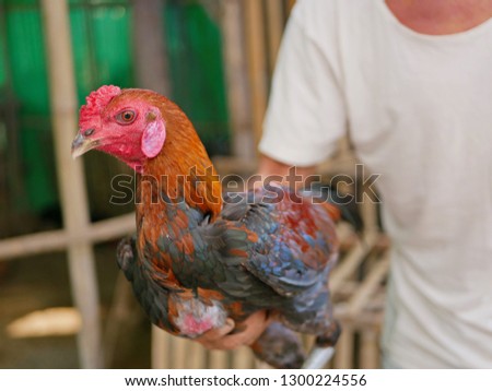 Selective focus of a mature Thai fighting rooster in a small local farm in rural area of Thailand