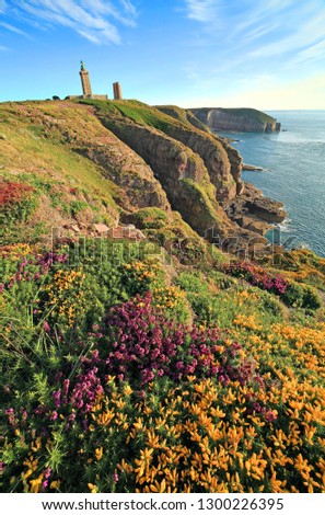 Gorse and heather on the cliffs of "Cap Frehel" with lighthouse in the background, Brittany, France