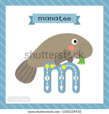 Letter M lowercase cute children colorful zoo and animals ABC alphabet tracing flashcard of Manatee for kids learning English vocabulary and handwriting vector illustration.