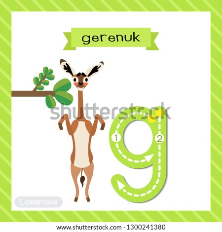 Letter G lowercase cute children colorful zoo and animals ABC alphabet tracing flashcard of Gerenuk eating leaves for kids learning English vocabulary and handwriting vector illustration.