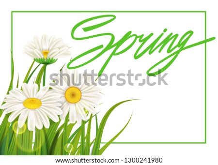 Spring daisies background fresh green grass, pleasant juicy spring colors. Spring handwriting Lettering. Vector, template, illustration, isolated