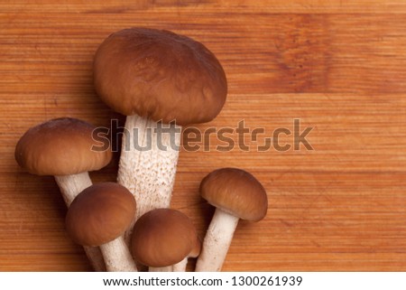 beautiful fresh honey fungus ingredients for cooking delicious food